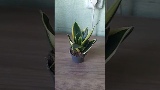 Дополнение к тортику.😀 смотреть онлайн