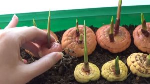 Посадка луковиц гладиолусов