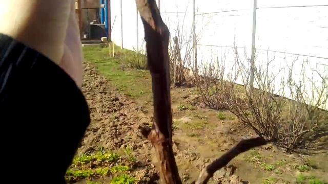 Сухая подвязка винограда. Как подвязывать виноград весной.РАЗМЕЩЕНИЕ ЛОЗ НА ШПАЛЕРЕ. смотреть онлайн