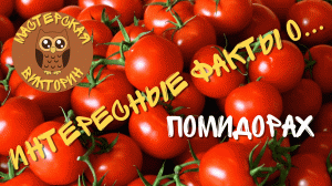 Интересные факты о помидорах