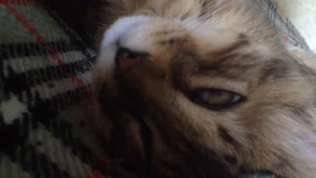 Коту снятся сны смотреть онлайн