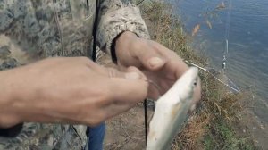 Ловля кеты на спининг в Приморском крае.2021г.