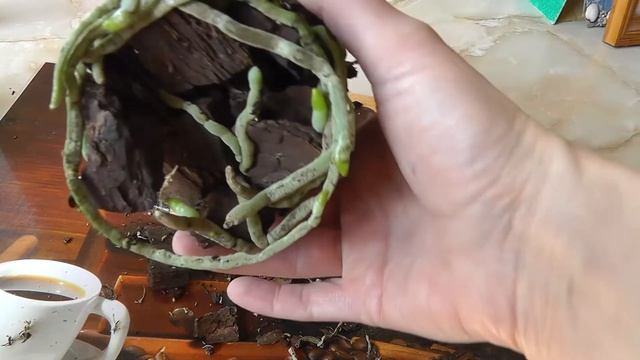 первые признаки болезни орхидеи. вянут и желтеют листья. опадают цветы гниют корни смотреть онлайн