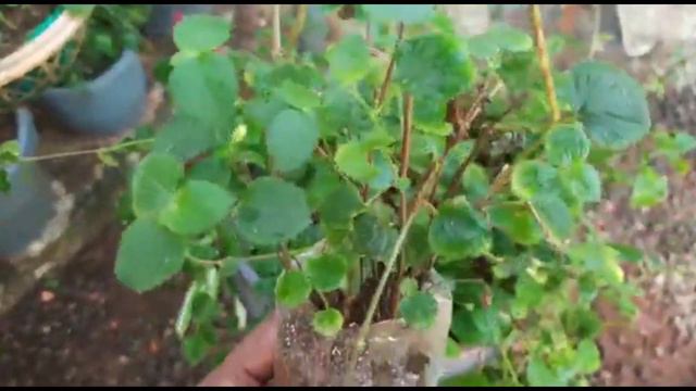 How to grow Acalypha pendula || Best plant for hanging basket || fertilizer for plants || salu kosh смотреть онлайн