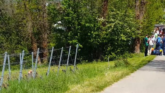 Gutedelwandertag Bad Bellingen смотреть онлайн