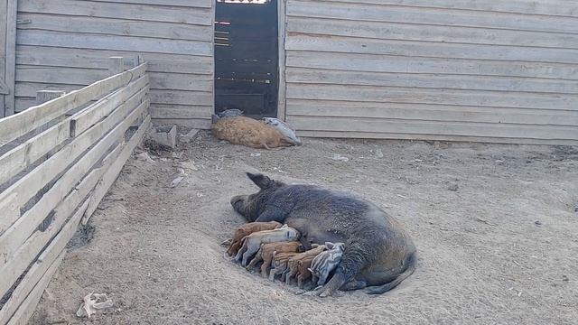 свинтусы молодцы смотреть онлайн