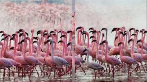 Розовый фламинго!