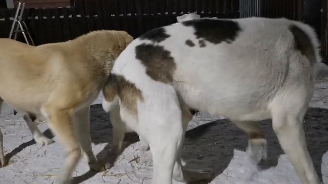 Вот это замес #алабай #среднеазиатскаяовчарка #щенок This is a batch of #alabai смотреть онлайн