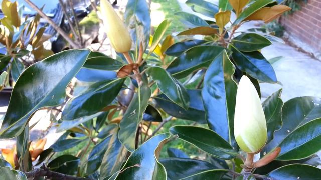 Magnolia grandiflora - southern magnolia HD 01 смотреть онлайн