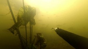 Подводная охота без выстрелов