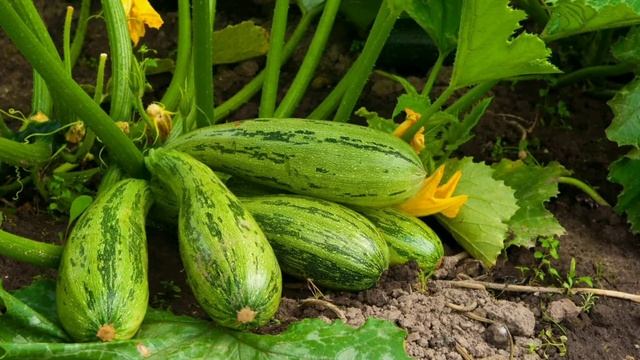 Кабачки не знаем куда девать: Хитрость, которая помогает выращивать до 50 кабачков на одном кусте смотреть онлайн