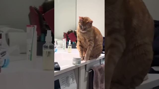 Попался! смотреть онлайн