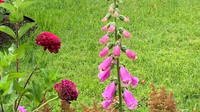 ОРАНИЕНБАУМ - Нижний парк и ансамбль Собственная дача смотреть онлайн