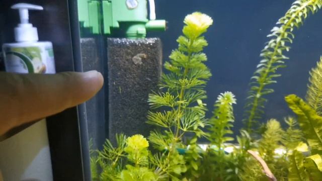 Перезапуск аквариума на грунте Tetra Active Substrate, спустя 7 дней.