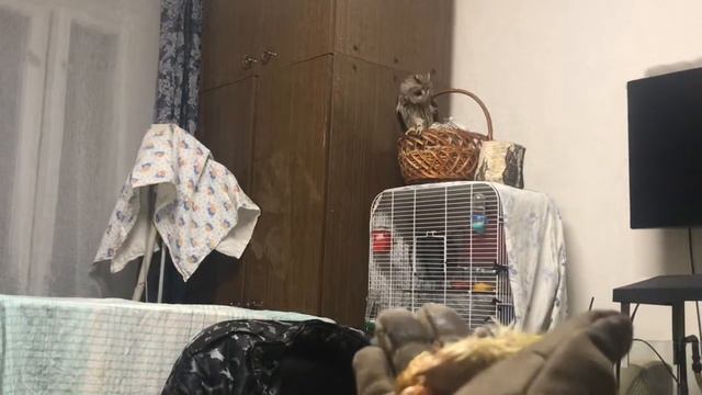 Ушастая сова ОлесяСолнышко смотреть онлайн