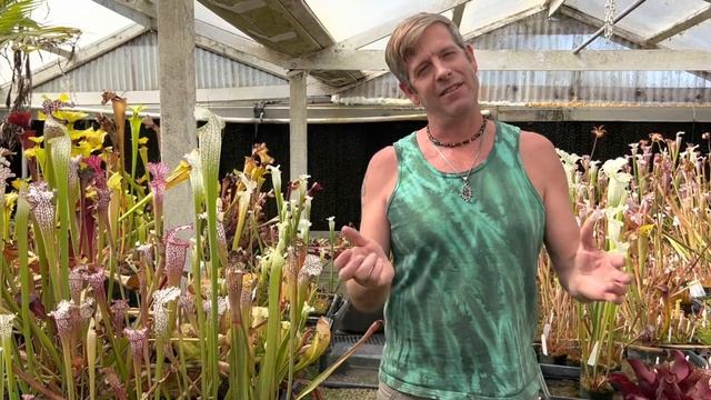 Ultimate Sarracenia Care Guide смотреть онлайн