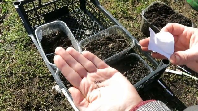 ВСЁ о выращивании АМАРАНТА!!! От посева до сбора урожая смотреть онлайн