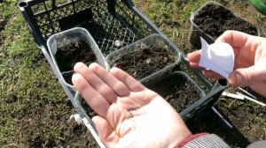 ВСЁ о выращивании АМАРАНТА!!! От посева до сбора урожая