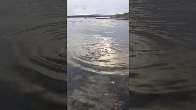 Кандалакшский залив. Нерпы. Морской котик. смотреть онлайн