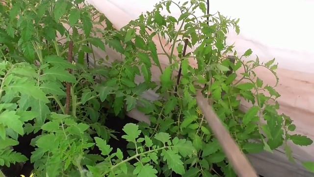 Я в шоке! Томаты наливаются, а вокруг снег и мороз! Обзор 26 марта. Ольга Чернова. смотреть онлайн