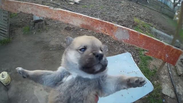 На Год Собаки у нас еще две собаки)) смотреть онлайн