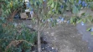 Слива венгерка донецкая