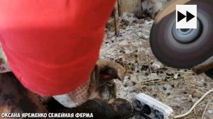 Обрезка копыт у козы / Запущенный случай