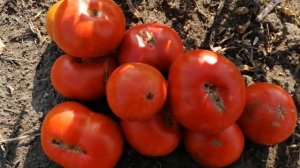 ??ТОМАТ ДЕМИДОВ как он есть. ОБЗОР СОРТА