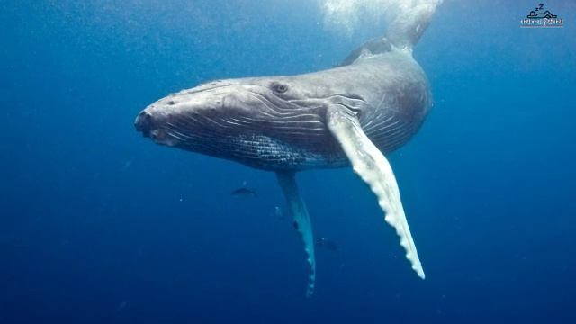 3 часа звуков китов глубоко под водой для сна и расслабления смотреть онлайн