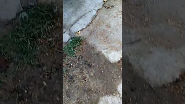Осенние цветы. смотреть онлайн