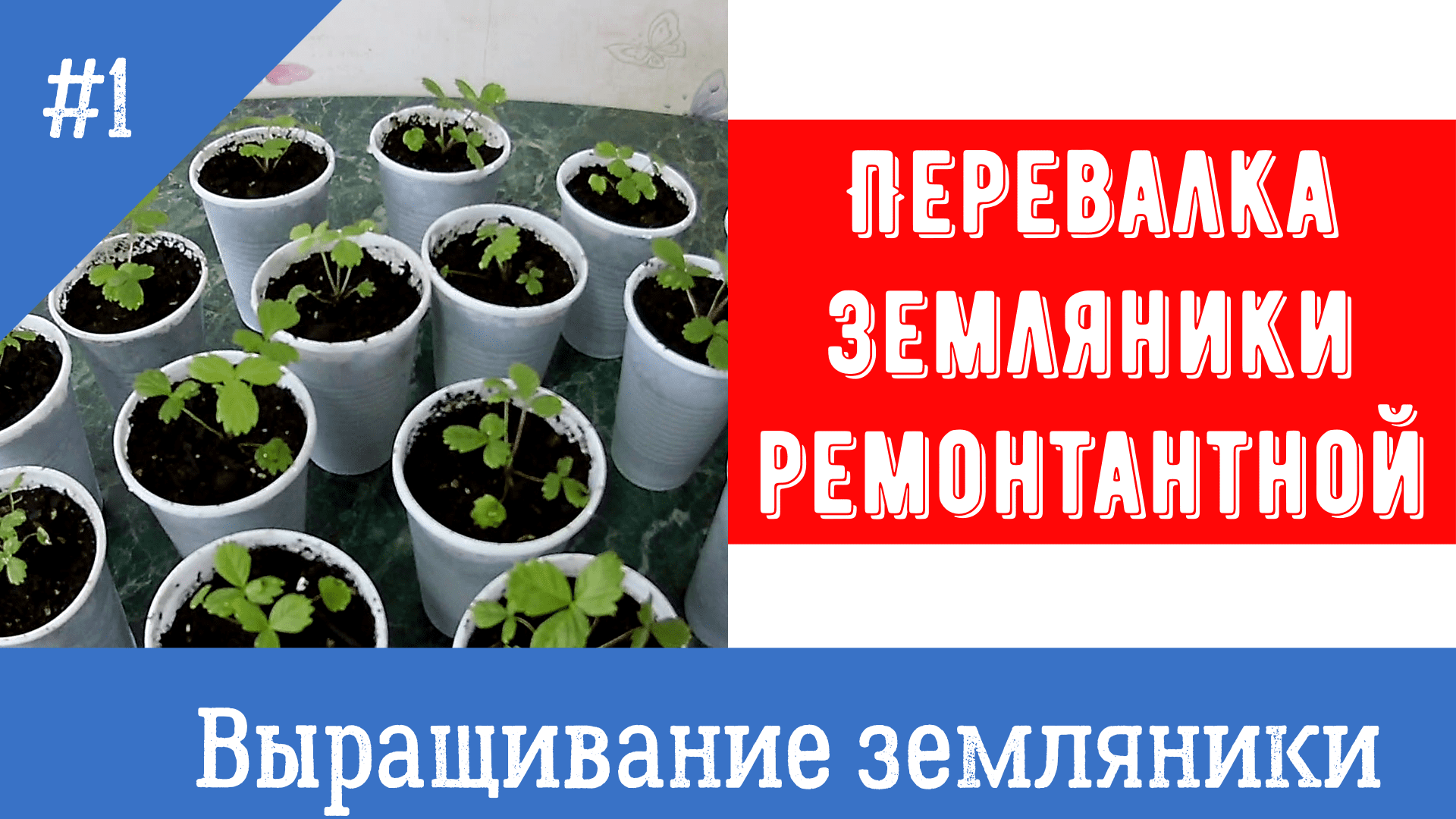 Перевалка земляники ремонтантной.mp4 смотреть онлайн