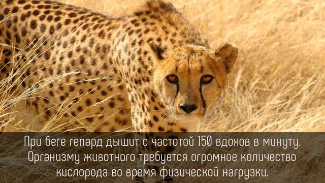 ⭐️ 5 РЕКОРДНЫХ фактов о ГЕПАРДАХ смотреть онлайн