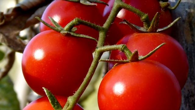 ТОМАТЫ МИГОМ ЗАВЯЖУТСЯ ГРОЗДЯМИ! ВСЕГО 1 ЛОЖКА ЭТОГО! смотреть онлайн