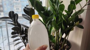 ДАЙТЕ ЭТО ЗАМИОКУЛЬКАСУ и ОН БЕШЕНО ПОЙДЕТ В РОСТ, НАРАЩИВАЕМ МОЩНЫЙ КЛУБЕНЬ И КОРНЕВУЮ