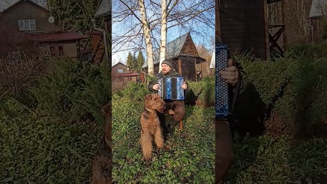 Моня пьëт на свои... Скрипач Моня Розембаум cover на баяне #гармонь #тайга #аккордеон #эрдельтерьер смотреть онлайн