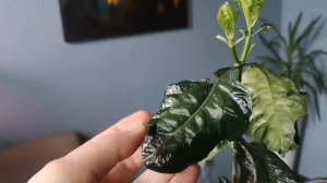 Гардения Августа вариегата. Вариегатная гардения.