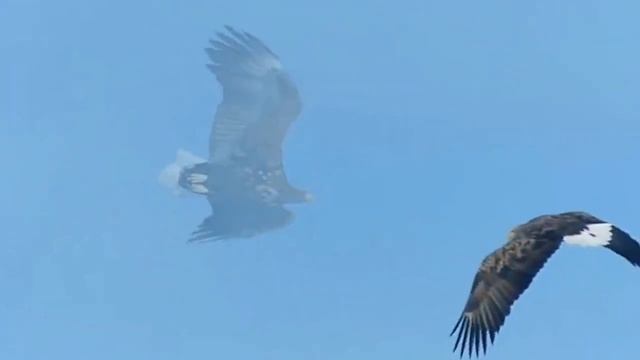 Eagle Design Intro смотреть онлайн