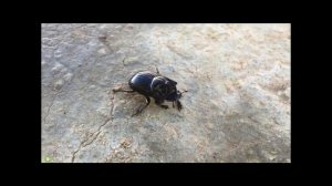 Насекомые. Развивающее видео для детей.