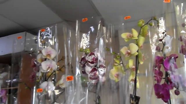 Обзор из магазина. смотреть онлайн