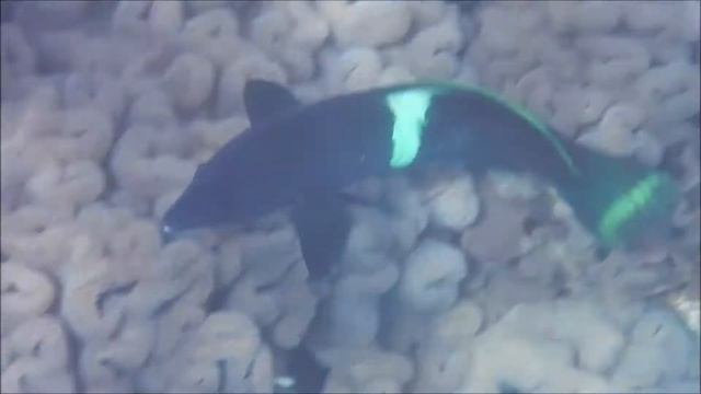 Корис-клоун — вид морских лучепёрых рыб из семейства губановых. Египет, Шарм-эль-Шейх смотреть онлайн