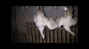 Племенной завод Махалов Линия по убою гусей