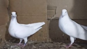 ПОЧТОВЫЕ ГОЛУБИ, КАКИЕ РАСЫ ЕСТЬ В МОЕЙ ГОЛУБЯТНЕ.