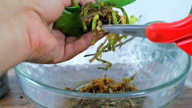 como cambiar macetas orquídeas chuyito jardinero смотреть онлайн