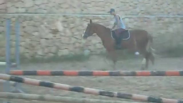 продается молодая кобыла смотреть онлайн