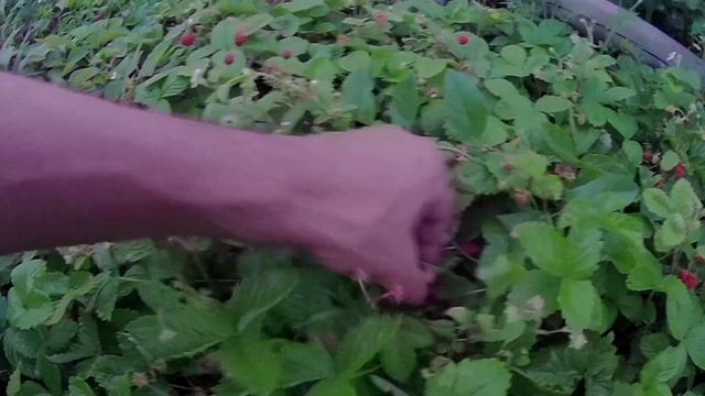 Грядка с земляникой лесной. Выращивание лесной земляники у себя на участке смотреть онлайн