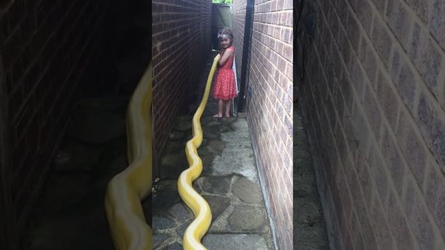 13ft Reticulated Python Periscoping. смотреть онлайн