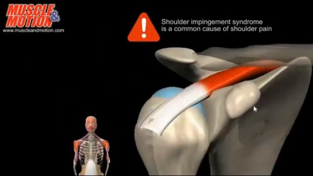 ДЕЛАЙ ЭТО И ПЛЕЧИ СРАЗУ НАЧНУТ РАСТИ смотреть онлайн
