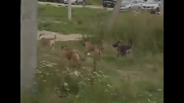 Ультразвуковой отпугиватель собак в действии видео. Тест. Демонстрация смотреть онлайн