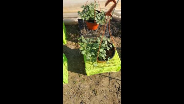 Ампельная петуния Парпл Вельвет смотреть онлайн