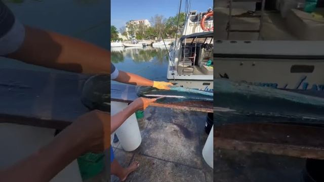 Рыба Парус? ?Мексика рыбалка ? яхты ? тропики ? Карибы смотреть онлайн